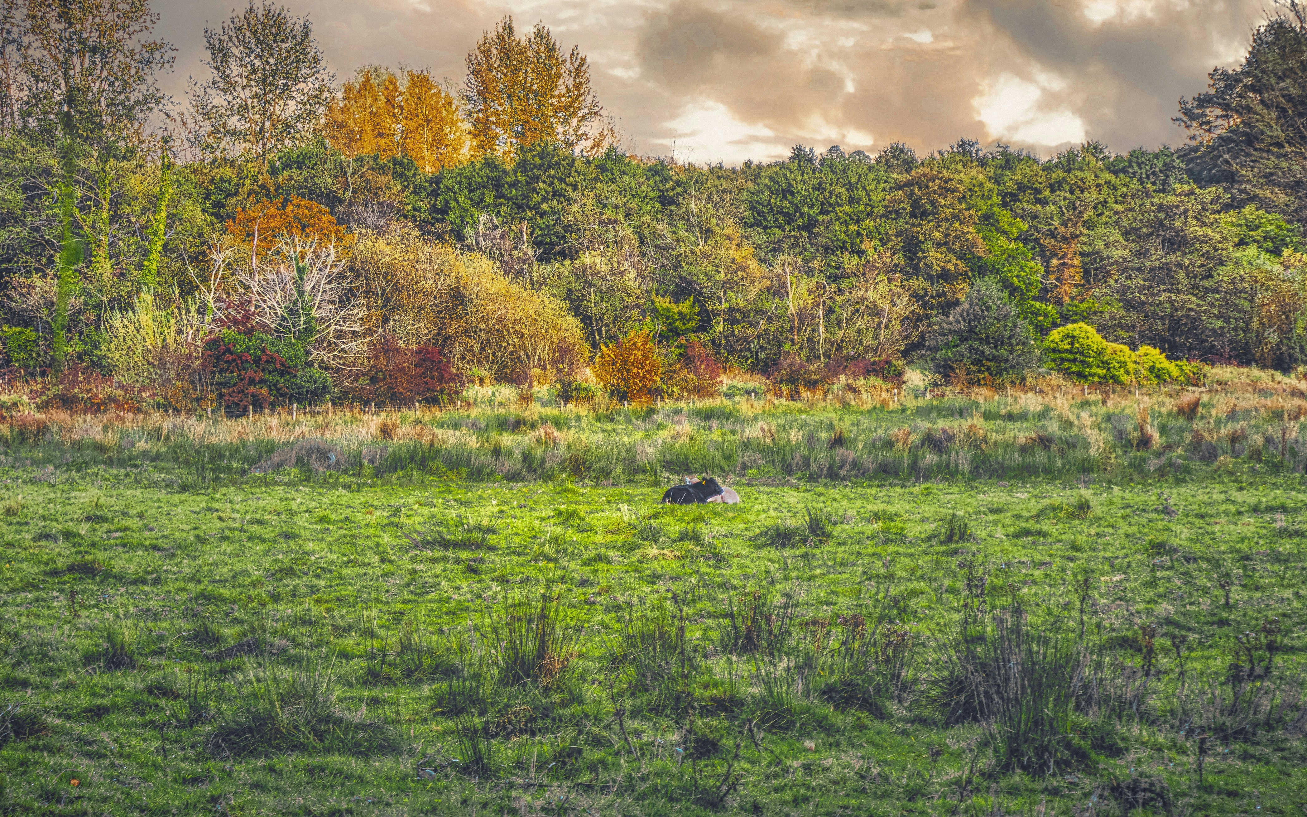 green grass field with trees under cloudy sky during daytime